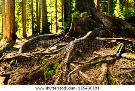 Similar – Image, Stock Photo back to the roots | hunter and gatherer