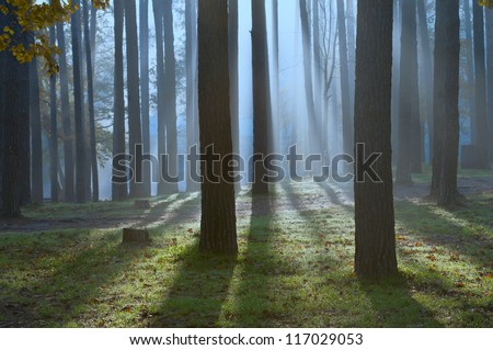 Beautiful scene of forest illuminated by blue moonlight