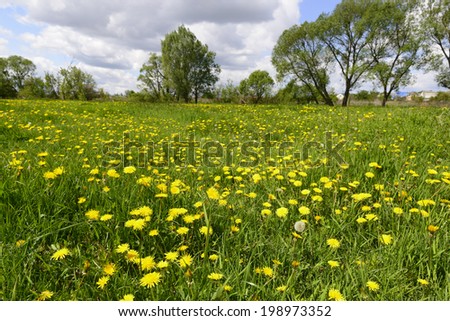 Field of yellow dandelions, sunny day, late spring