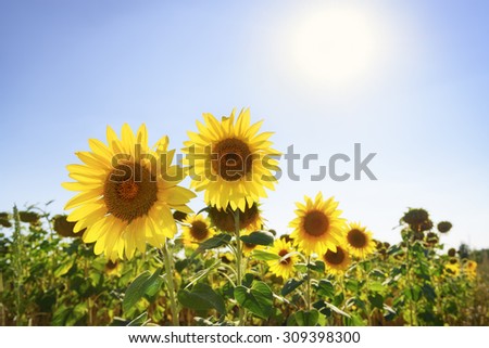 Blooming sunflowers in the summer field