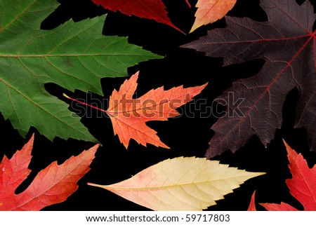 Different leaves of fall colors isolated on black