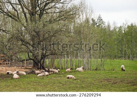 Flock of sheep resting under a tree