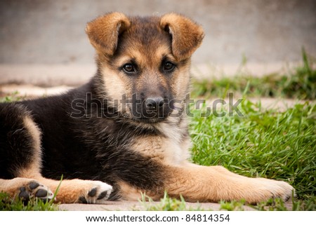 Wolf dog puppy