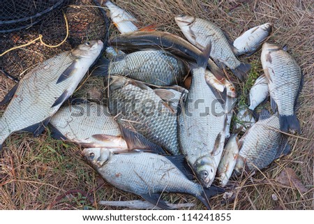 Fishing on river (bream, european carp). Fresh fish on dry herb.