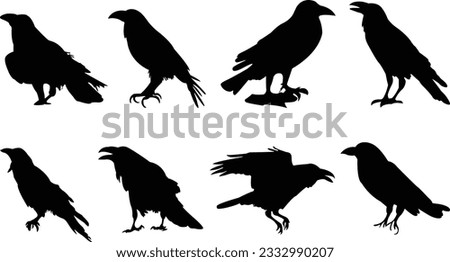 Set of crows. Set of crow silhouettes. Crow vector illustrations set. Crow silhouette icons isolated.