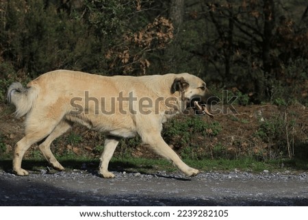 The Anatolian shepherd dog is a dog breed that has protected its herd from malicious people and wild animals for centuries. Stock foto © 