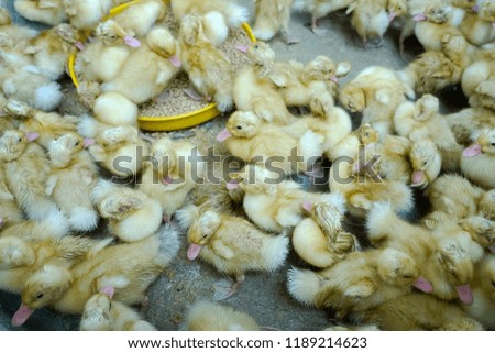 Foto Bild Gruppe von Entenküken überlappen sich auf Korb mit Stroh, neugeborene Ente mit schwarzer und gelber Feder bereit zum Verkauf. kleine Ente im Korb.