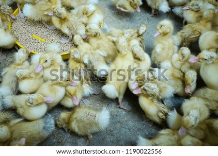 Similar – Foto Bild Gruppe von Entenküken überlappen sich auf Korb mit Stroh, neugeborene Ente mit schwarzer und gelber Feder bereit zum Verkauf. kleine Ente im Korb.