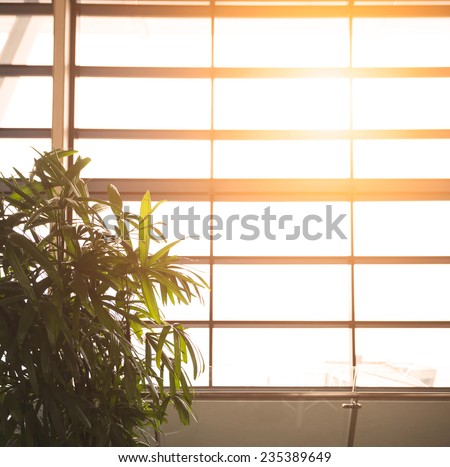 Sun shining through a large plate glass window with a metal frame in a warm glow illuminating a leafy green potted plant, full frame background