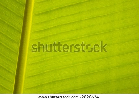 Series of natural leaf,  Banana leaf, parallel lines