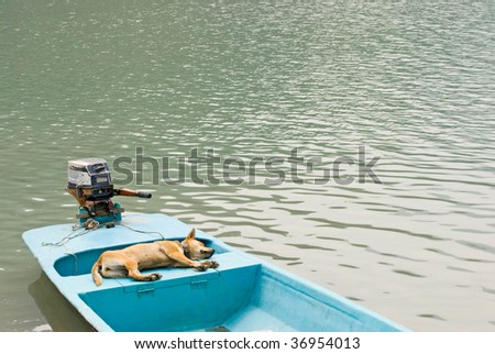 the dog relax and enjoy on the boat, in vacation.