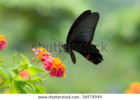 butterfly series 45, flying swallowtail butterfly feeding on colorful flowers with green background.