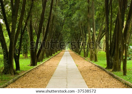walkway in the pine woods, peaceful scene of forest.