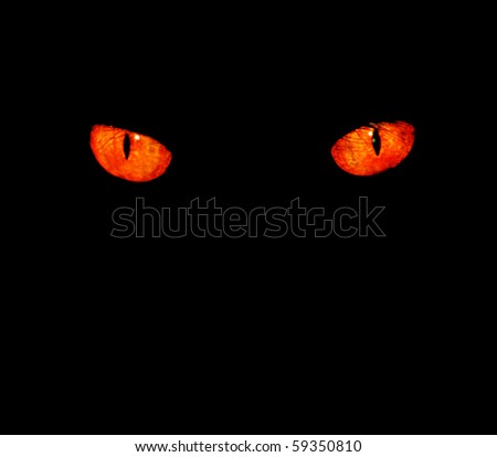 Serious, evil animal eyes stare at something in black,