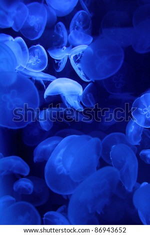 Many nice jellyfishes in deep blue water