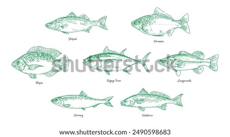 Hand drawn fish vector collection set, fish handdrawn collection, Fish drawings set, outline sketch fish vector illustration isolated on white background