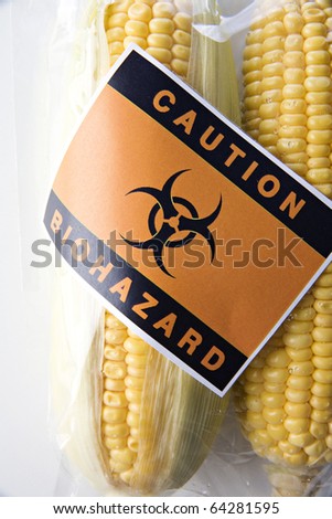 Genetically modified corn food concept with bio-hazard sign