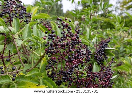 Similar – Image, Stock Photo Elder bush Branch