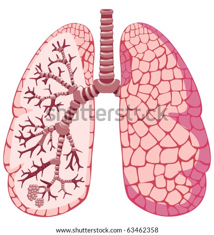 Human Lungs Stock Vector Illustration 63462358 : Shutterstock