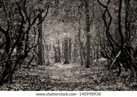 Similar – Image, Stock Photo Karg forest Forest