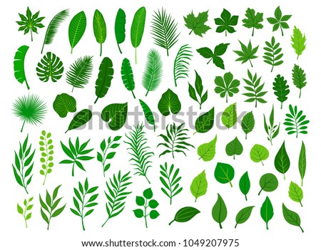 Similar – Image, Stock Photo Fern Fan Forest Bushes