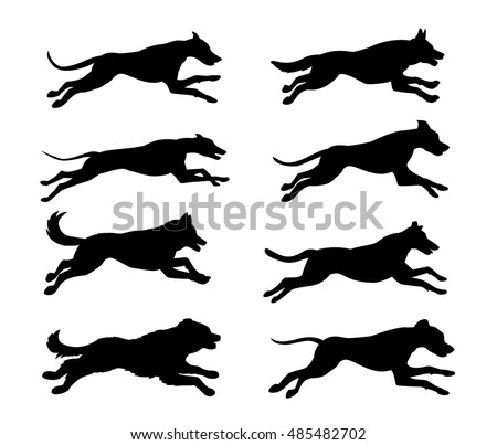 Similar – Image, Stock Photo Bernese Mountain Dog jumping. Top view