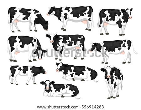 Holstein fresian black and white patched coat breed cattle set. Cows front, side view, walking, lying, grazing, eating, standing