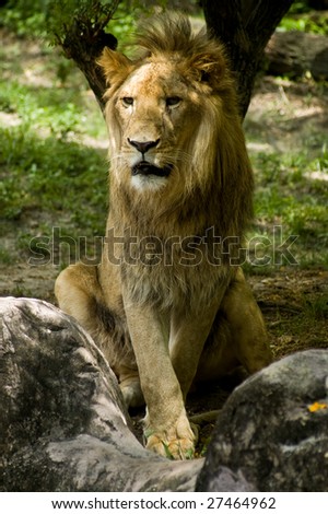 Lion Posing