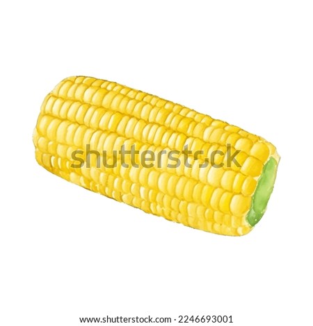 corn hand drawn with watercolor painting style illustration