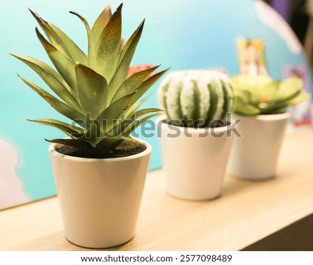 Image, Stock Photo Three mini cactus in white ceramic pots on grey concrete table background