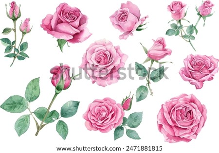 Watercolor rose flower clipart. Watercolour floral illustration