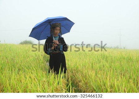 SAPA, VIETNAM - SEP 4: Hmong woman farmer go home on terrace rice fields on mountain in the rain at September 4, 2015 in Sapa, Lao Cai, VIetnam.