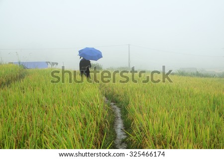 SAPA, VIETNAM - SEP 4: Hmong woman farmer go home on terrace rice fields on mountain in the rain at September 4, 2015 in Sapa, Lao Cai, VIetnam.