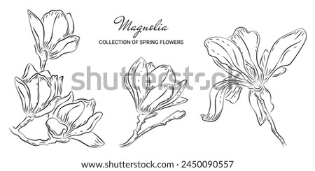 Set of luxury magnolia flowers in doodle style. Trendy botanical elements on a white background and without. Wedding elegant spring primroses for invitation save date card. Sketch of a spring-blooming
