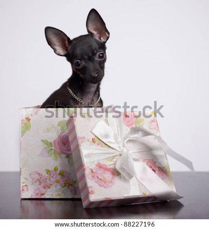 Cute black chihuahua puppy in gift box