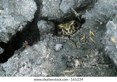 A frog in a soil\'s rift - Hungarian Great Plain