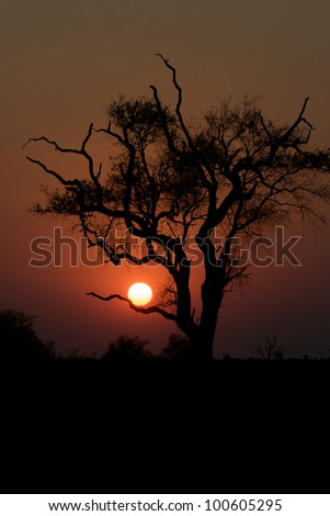 Sunrise African Tree