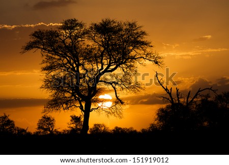 Safari Sunset Africa