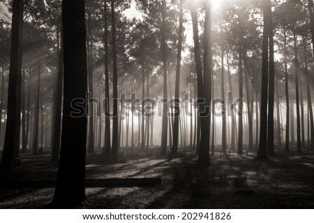 Tall Tree Forest filtered light