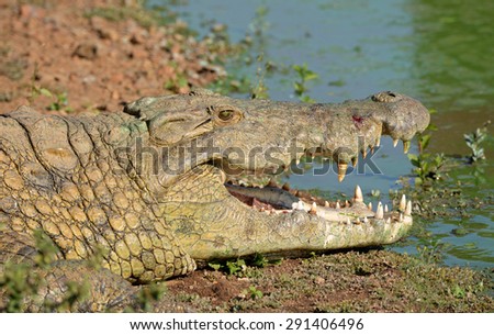 Crocodile at African waterhole,