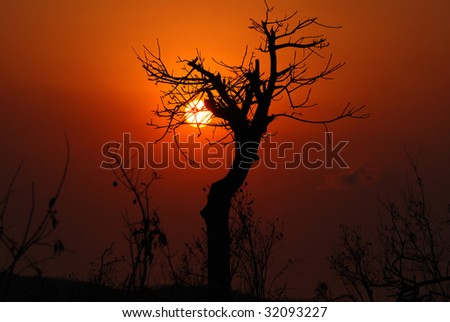 African Tree at Dusk