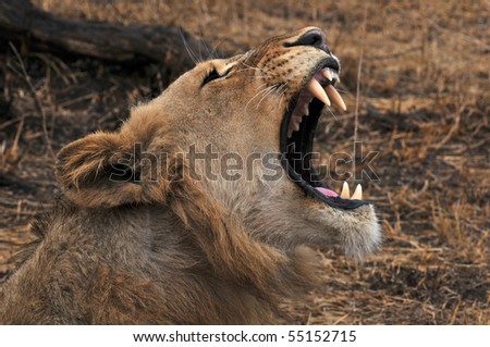 stock-photo-angry-lion-55152715.jpg