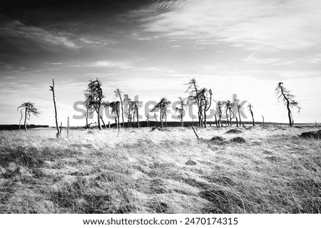 Similar – Image, Stock Photo Noir Flohay in the Hautes Fagnes, consisting of dead trees and grassland of an upland moor and hiking area