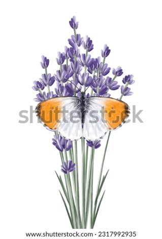 Similar – Image, Stock Photo Beautiful butterfly on lavender plant in summer time