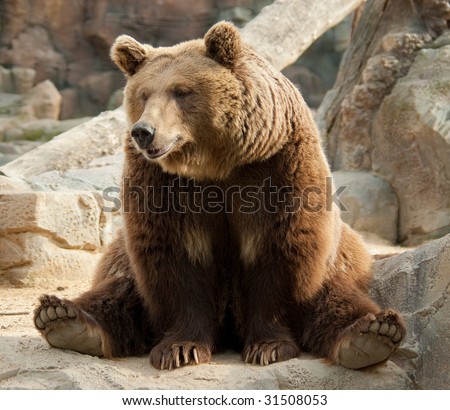 Brown bear in a funny pose