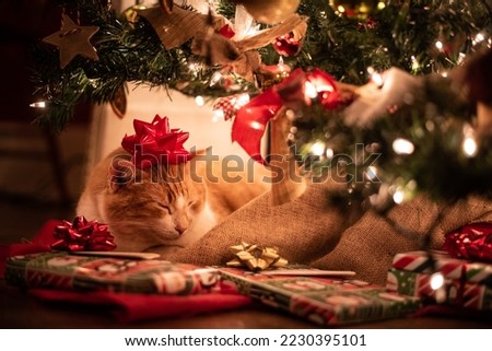 Similar – Image, Stock Photo Cat under the Christmas tree