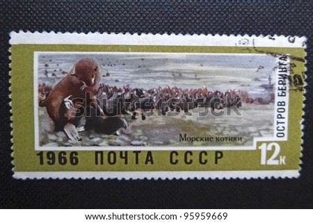 SOVIET UNION - CIRCA 1966: A stamp printed in former Soviet Union shows Northern Fur Seals in Bering Island, circa 1966.