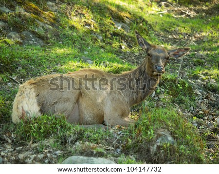 Very old red deer female laying in the woods in natural environment