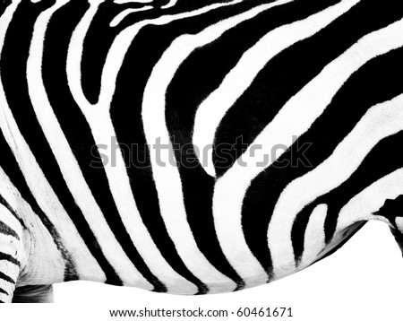 Zebra belly wallpaper on pure white background