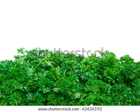 Fresh parsley bunch wallpaper on pure white background
